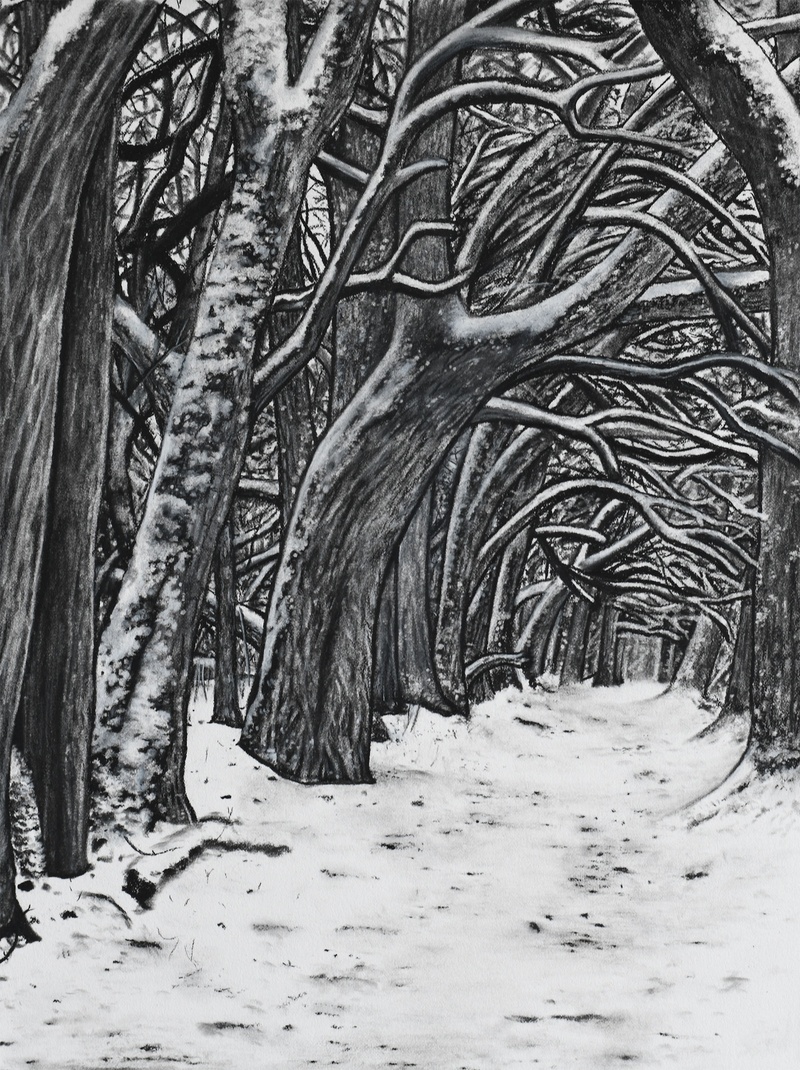 Osage Tree Tunnel by Paige Holliday